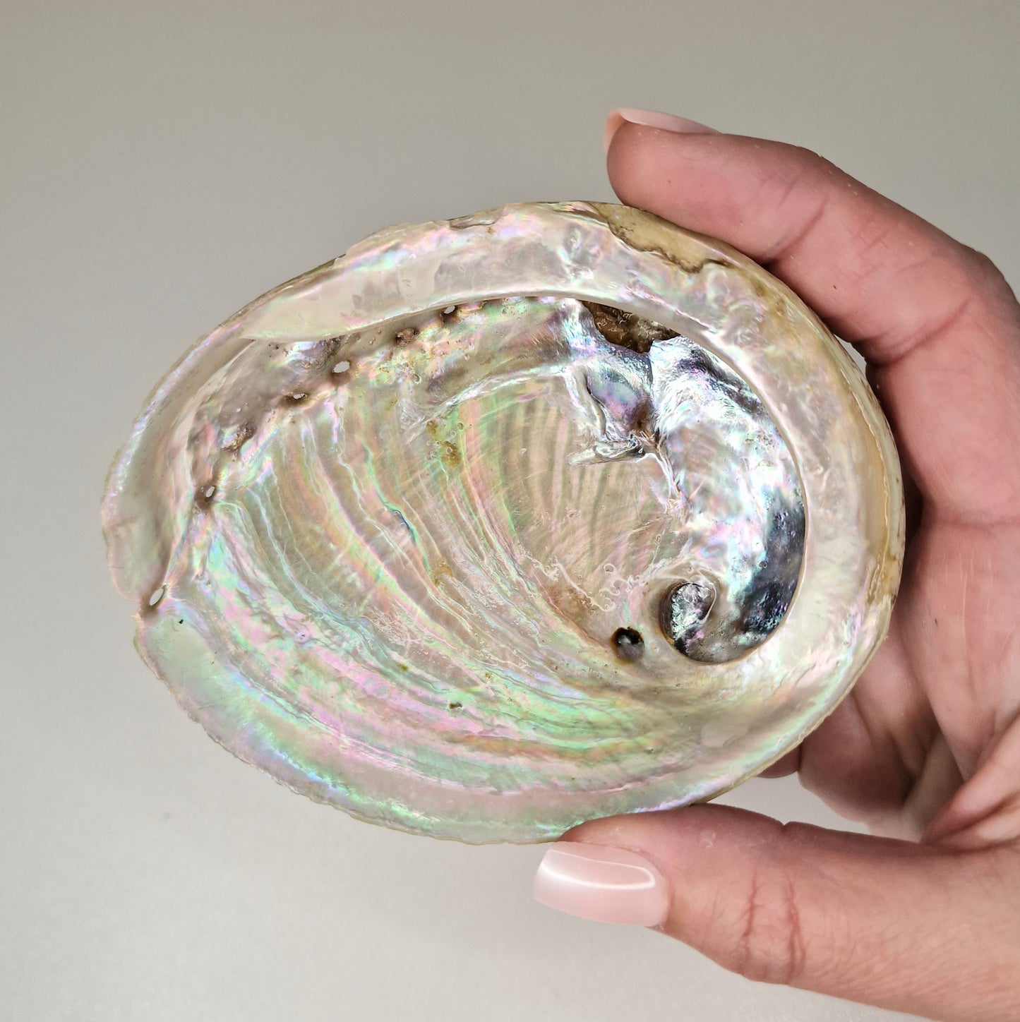 Abalone Shell